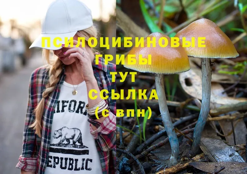 Галлюциногенные грибы Psilocybine cubensis  Ясногорск 